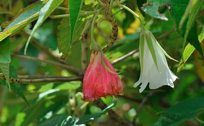 FOTO: guardian.co.uk