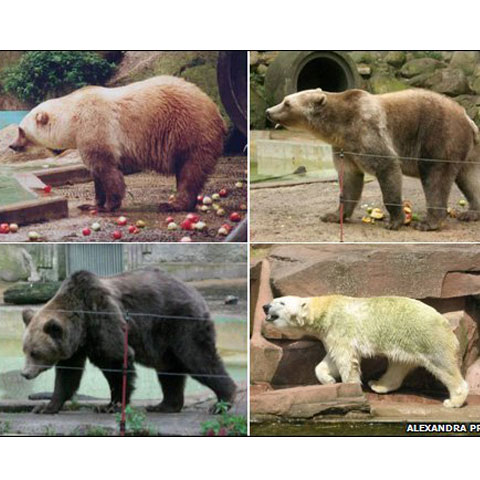 Foto: Alexandra Preus ----  Cei doi urşi hibrizi sunt în partea de sus a fotografiei. Stânga jos- ursul brun, dreapta jos- ursul polar