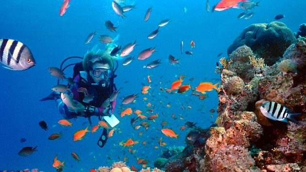 Numerosi turisti aleg calatoriile cu submarin in Marea Rosie, pentru a admira frumusetile adancurilor
