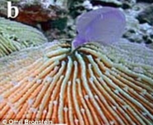 Coralul Fungia scruposa