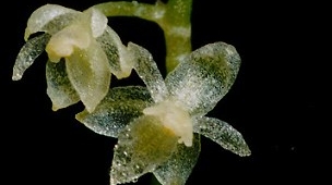 Cea mai mică orhidee din lume a fost descoperită în Ecuador