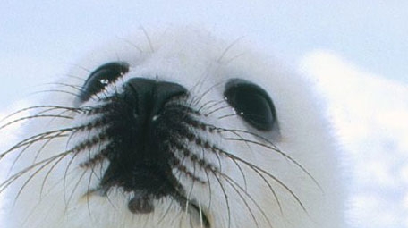 Puii de focă sunt măcelăriţi pentru blana lor