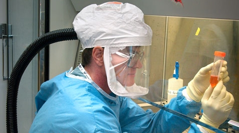 Gripă porcină - laborator