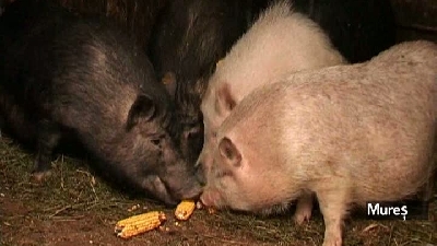 Un porc de 100 de kilograme costă între 900 şi 1.000 de lei 