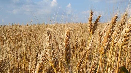 Există agricultori care sunt convinşi că în 2010 se va mări cererea de grâu