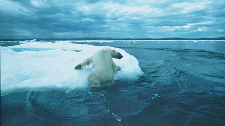 Urs polar neajutorat