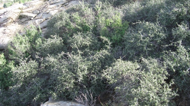 Pâlcul de stejari Jurupa din sudul Californiei