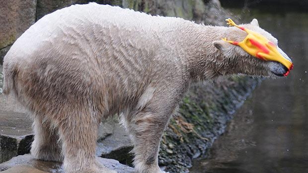 Knut, ursul polar, se joacă cu o găină de plastic