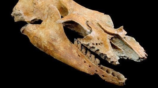 Craniul unei balene Mammalodon colliveri