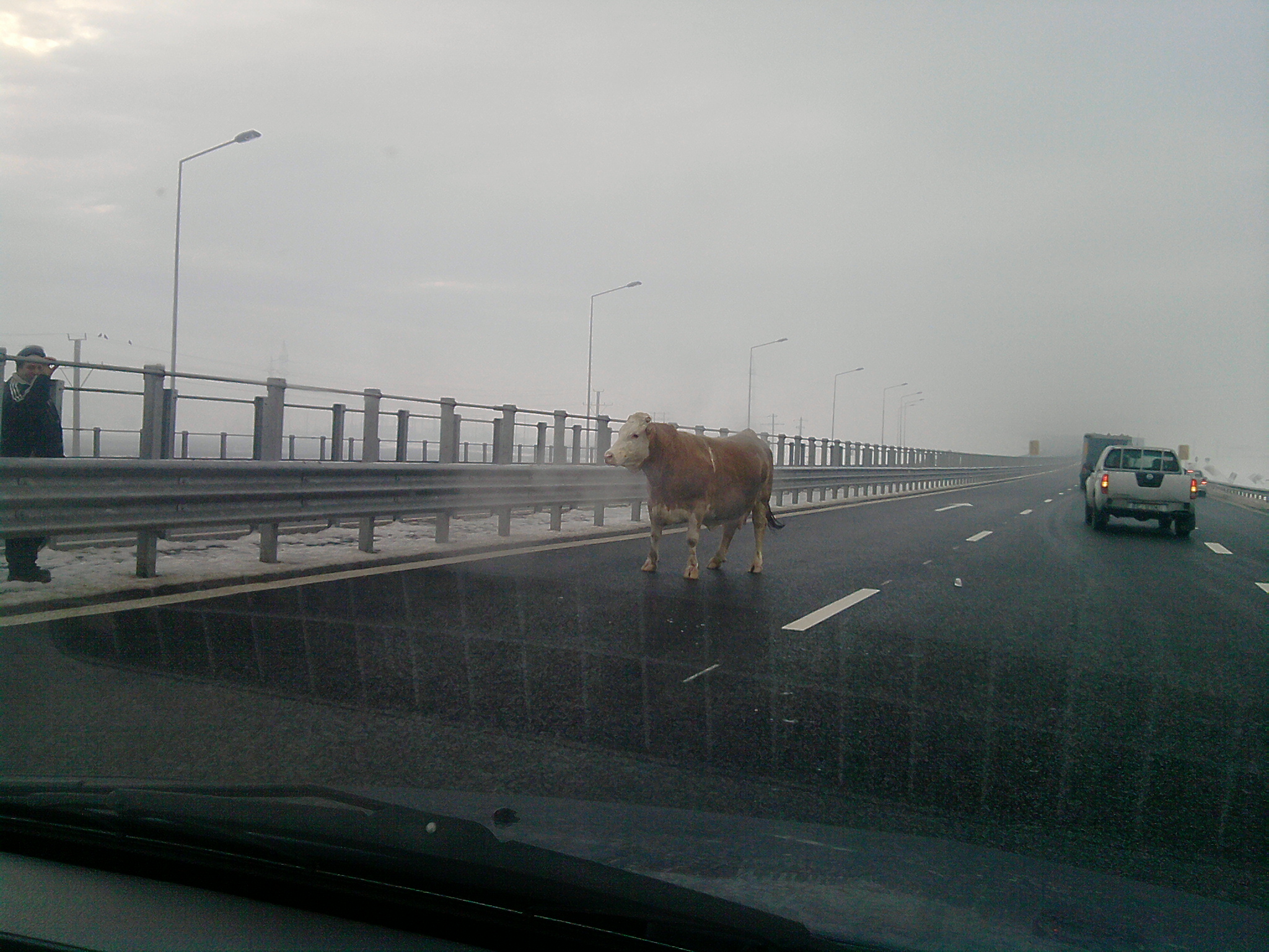 Vaca pe autostradă 