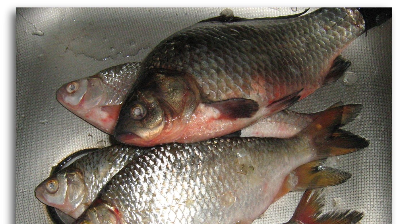 Sibienii se înghesuie să cumpere peşte pentru Anul Nou