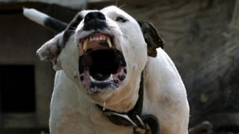 Luptă ilegală câini Bistrița-Năsăud