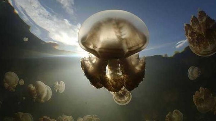 Înmultirea meduzelor poate afecta turismul / FOTO: telegraph.co.uk