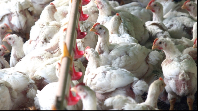 O nouă tulpină a gripei aviare a ucis milioane de păsări