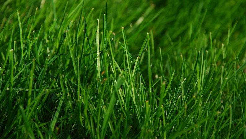 Beneficiile incredibile ale mersului desculț prin iarbă asupra minții, corpului și sufletului. Încearcă și vei salva timp și bani