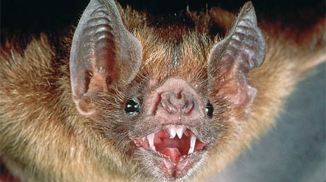 Cu ce se hrănesc, de fapt, liliecii. Chiar sug sânge sau e doar o legendă?