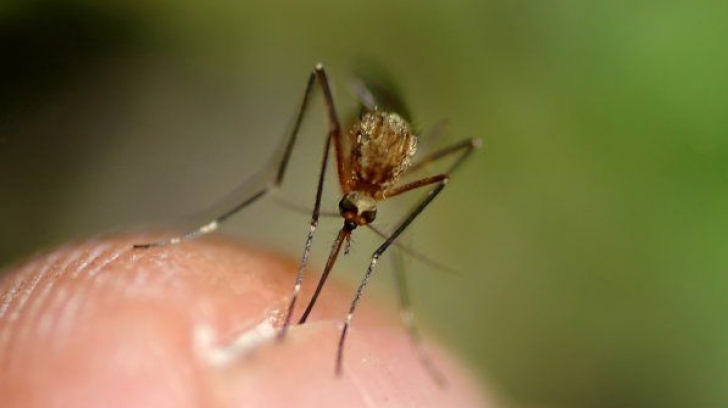 Soluții naturale să țineți țânțarii la distanță 