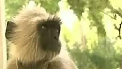 Maimuţele sunt folosite drept gardieni