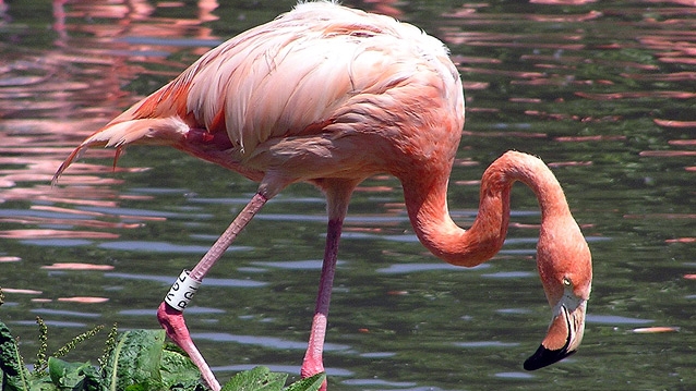 flamingo delta dunarii