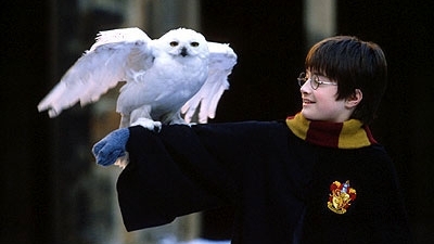 Harry Potter şi bufniţa sa, Hedwig / FOTO: lauraerickson.com