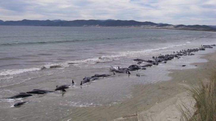Dezastru ecologic. 27 de balene au eșuat pe o plajă din Mexic