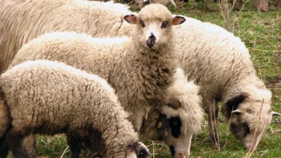 Românii așteaptă până în ultima zi carne de miel mai ieftină. Aglomerație în târg înainte de Paște