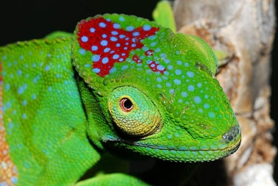 Cameleonul Furcifer timoni / FOTO: Jorn KOHLER / WWF Madagascar