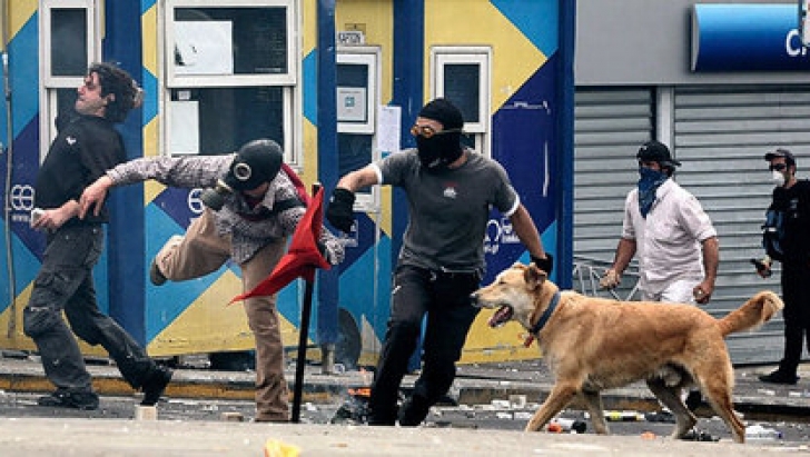 Câinele Loukanikos, în mijlocul protestelor de ani de zile / FOTO: Alkis Konstantinidis / The Associated Press