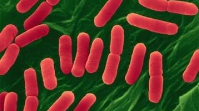Infecţia cu E.coli a făcut 50 de victime