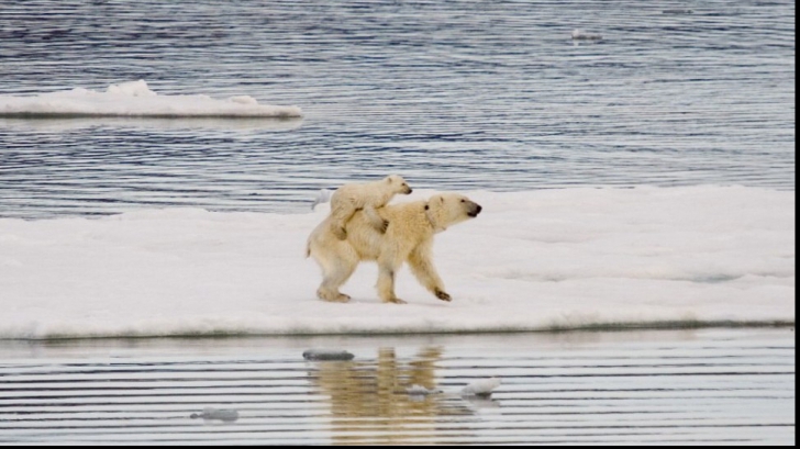 urșii polari, în pericol de dispariție