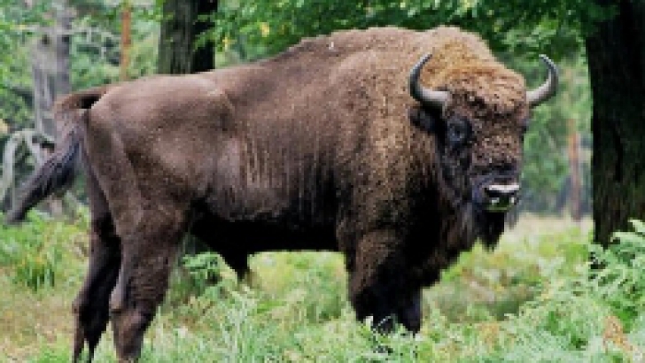 Lovitură grea pentru programul de repopulare a zimbrilor. FOTO: Arhivă