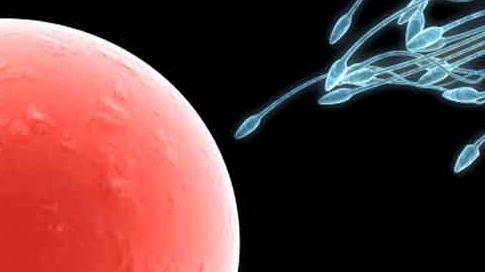 Ce-i face pe spermatozoizi să înoate? Descoperire epocală pentru combaterea infertilității masculine