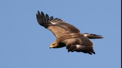 Acvila Arlie a ajuns acasă, în România, după un zbor de 12.000 de kilometri peste 3 continente