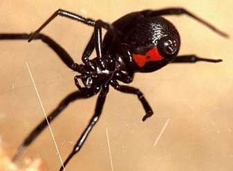 Văduva neagră atacă din nou: O femeie a ajuns în stare gravă la spital