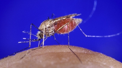 Virusul West Nile a făcut o nouă victimă! Un bărbat de 76 de ani a murit la Sălaj: este primul caz de infectare din județ