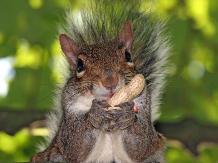 IMAGINI AMUZANTE cu o veveriţă care încearcă să-şi ascundă proviziile