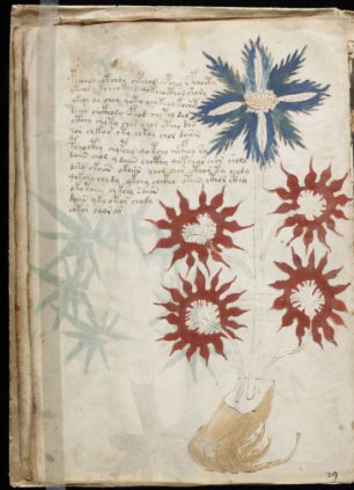 Manuscrisul Voynich