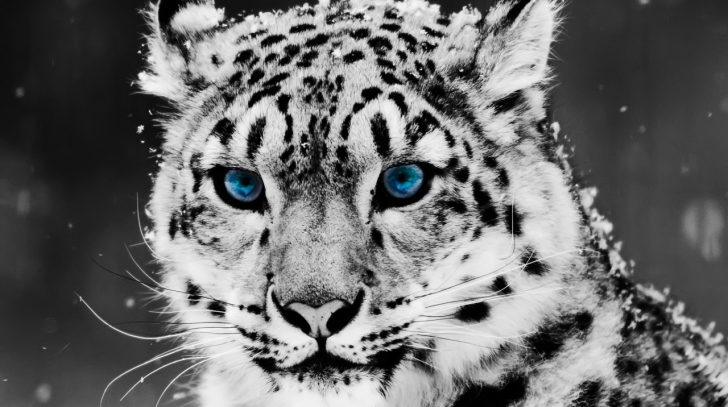 Leopardul zăpezii