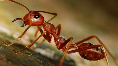 Adevărul despre furnici. Cât de harnici sunt de fapt? Nimeni nu se aştepta