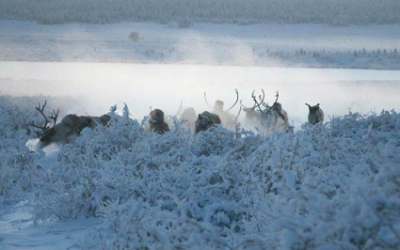Iakutia, la minus 50 de grade, doar renii te mai poartă prin zăpezi