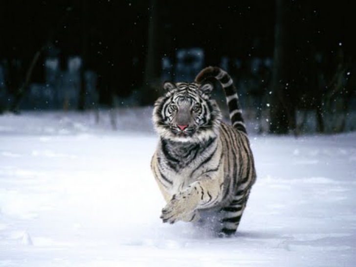 Tigrul siberian (tigrul de Amur) este în elementul său