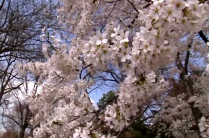 Mulți cireșei au fost afectați de înghețul din primăvară (foto ilustrativ)