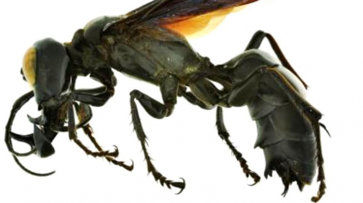 Atenţie la viespii! Sunt din ce în ce mai agresive. Ce trebuie să faci dacă te înţeapă o viespe?