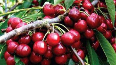 S&acirc;mburii de cireşe, mai toxici dec&acirc;t se credea. Conţin cianură de hidrogen