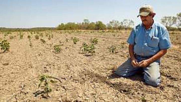 Ajutor pentru producatorii din sectorul vegetal afectati de seceta