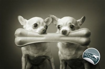 FOTOGRAFII amuzante cu căţei