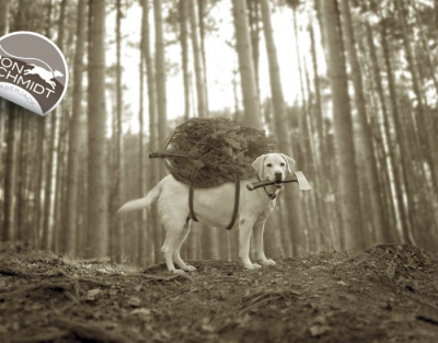 FOTOGRAFII amuzante cu căţei