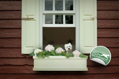 FOTOGRAFII amuzante cu căţei