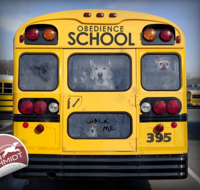 FOTOGRAFII amuzante cu căţei