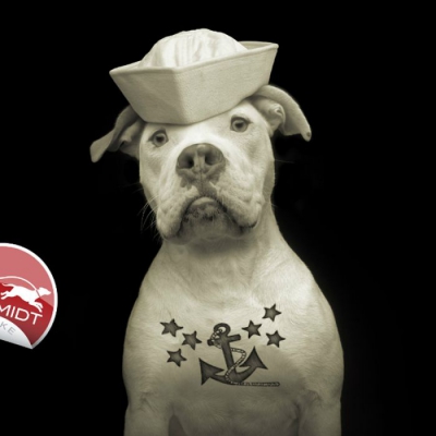 FOTOGRAFII amuzante cu căţei